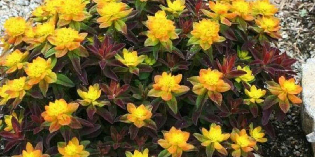 Самые выгодные цветы для сада. Совершенно неприхотливые и декоративно выглядят все лето