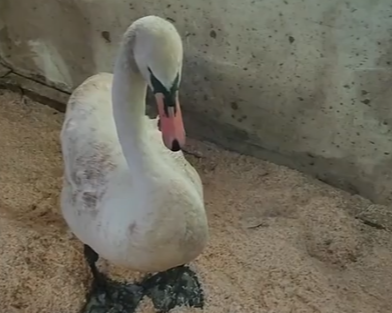 «Он остался без крыла, но не без дома». Как спасённый в Псковской области лебедь по имени Лапуша проводит зимовку