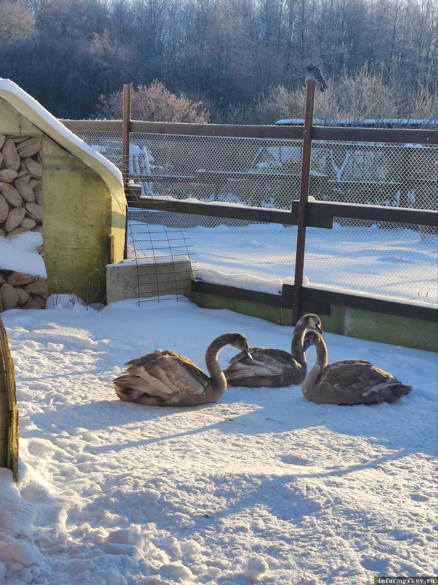 Фото: группа подворья «Птичий дворик» в соцсети «ВКонтакте»