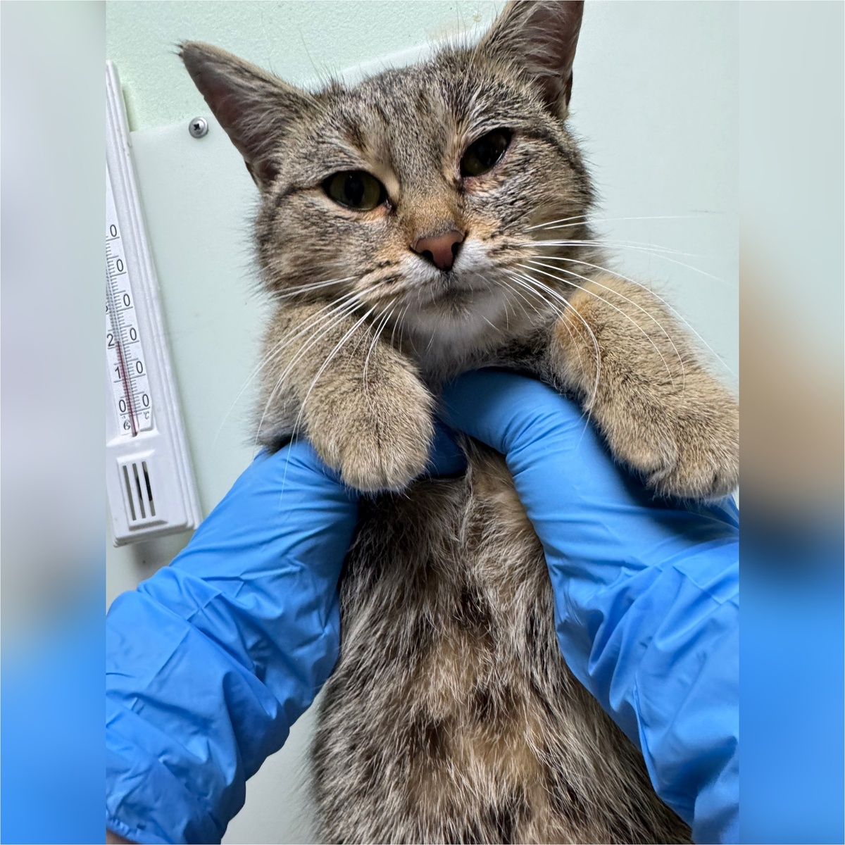 Иланга ласковая уличная кошечка.