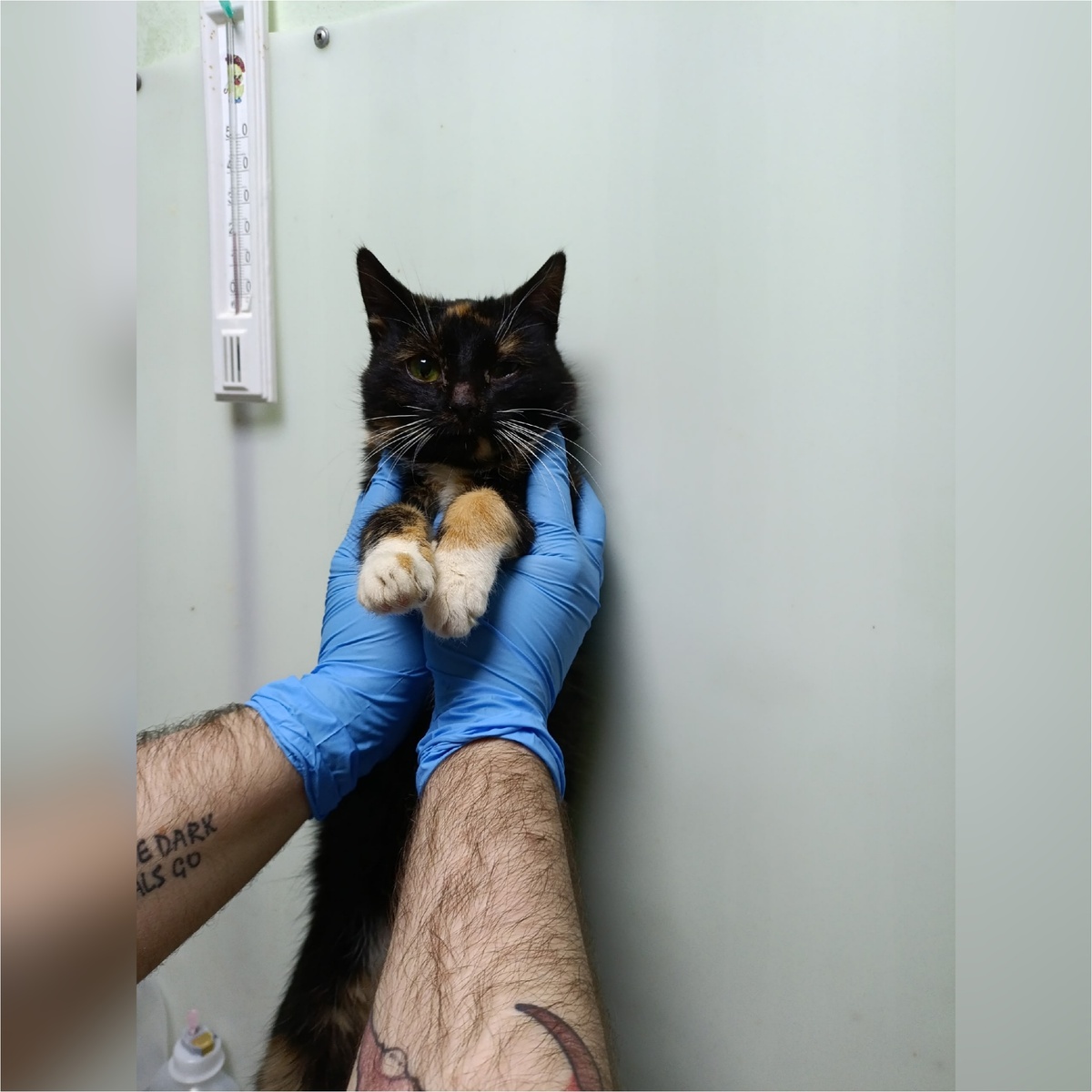 Арфу нашли нашли на улице.