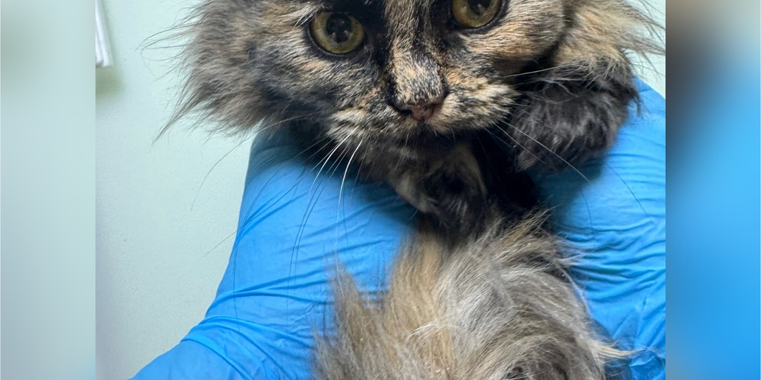 На улице снежно и морозно, а у нас опять пополнение