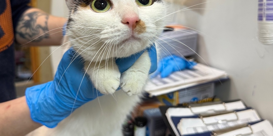 Подопечные, которым нужна помощь прямо сейчас