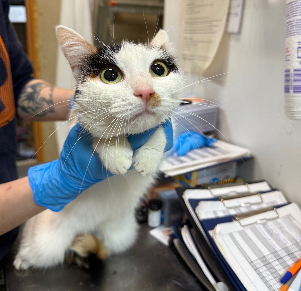 Нюську вернули в приют.