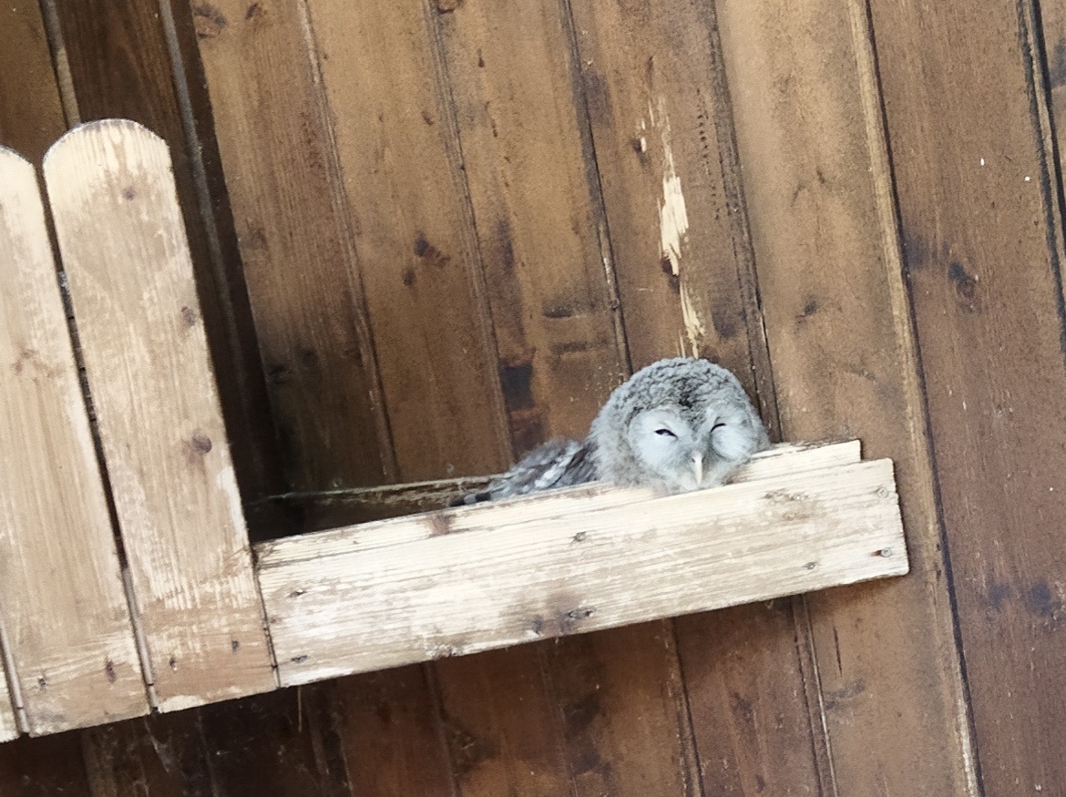 Жарко. Маленькая длиннохвостая неясыть дремлет, лёжа в гнезде. 