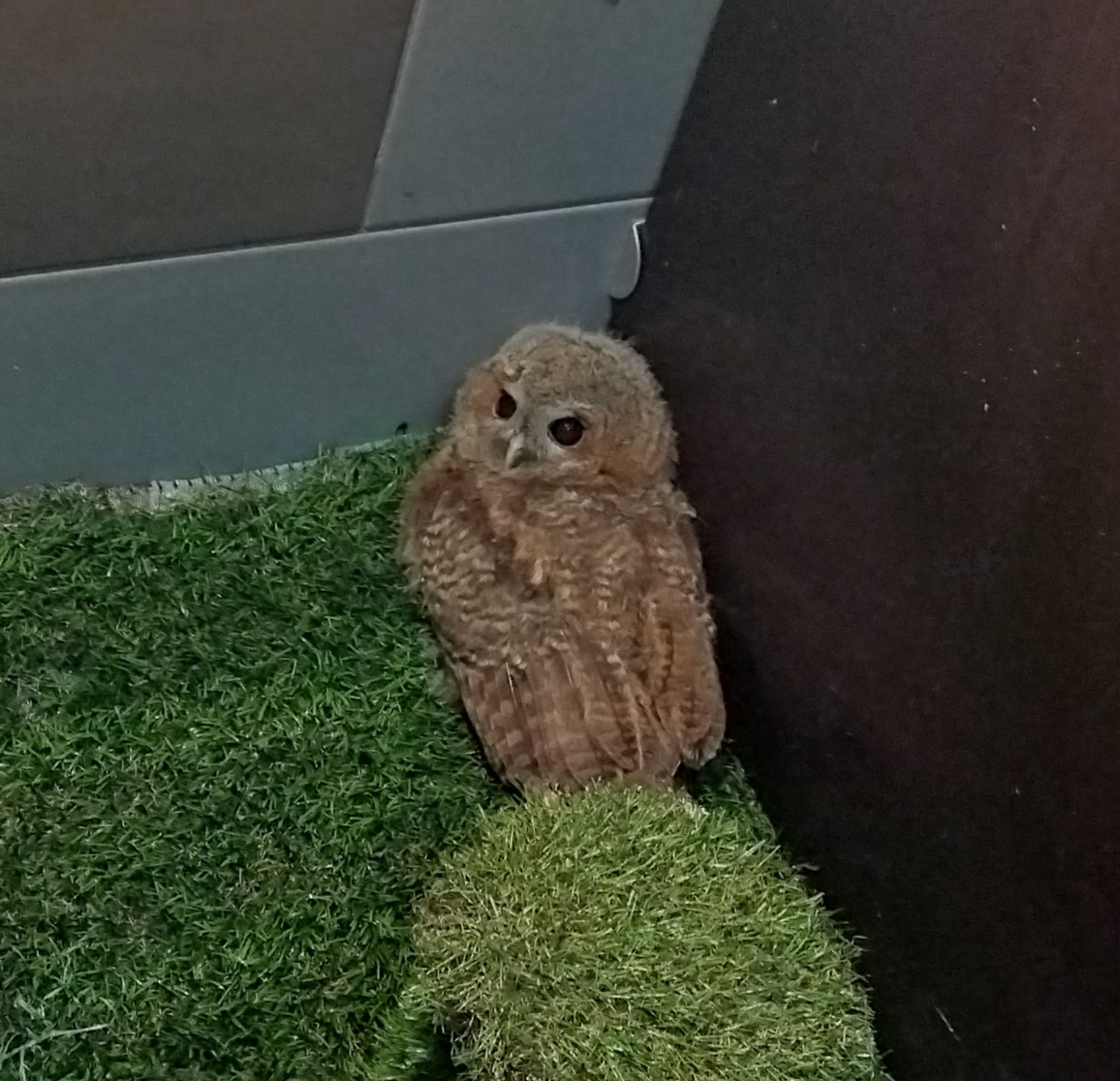 Птенец серой неясыти отдыхает, уткнувшись в угол передержки. 