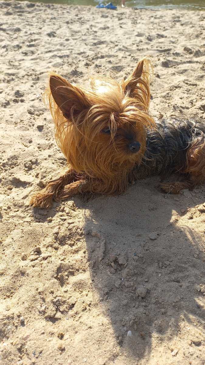 На дачном пляже