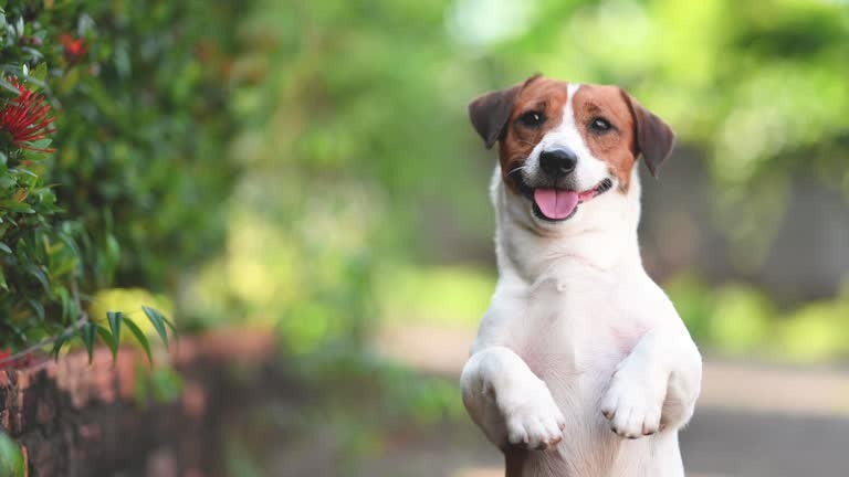 Джек-Рассел