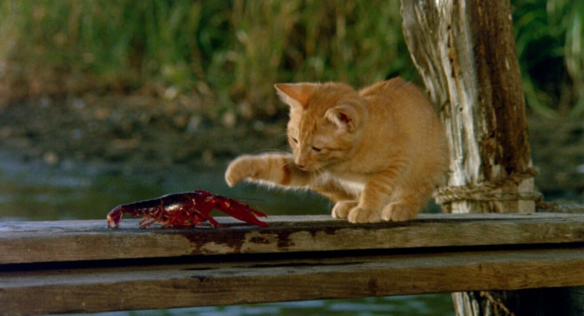  Американская версия короче японской на 15 минут. В ней совсем другой саундтрек и совсем другая озвучка в исполнении комика Дадли Мура. 