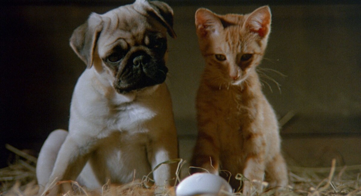 Роль рассказчика в японской версии минимальна - он лишь комментирует события, но не говорит за животных. 