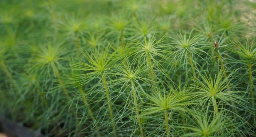    Фото пресс-службы правительства Иркутской области