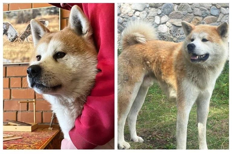    Хозяин пса нашелся. Фото: Сибирский зоопарк.