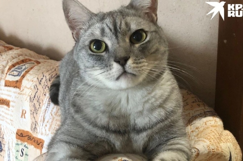    Симба был британцем. Фото: предоставлено Елизаветой