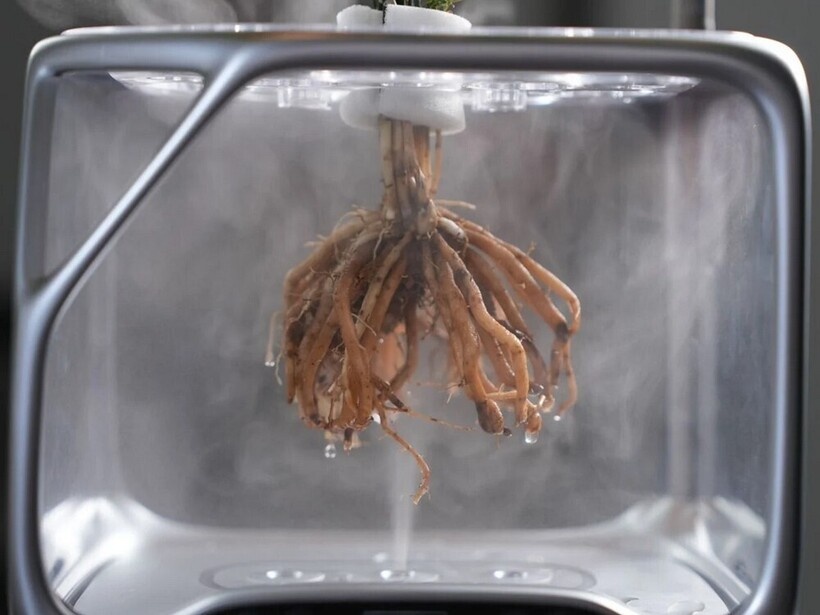    Чудеса аэропоники: прекрасный цветочный горшок, в котором видны корни