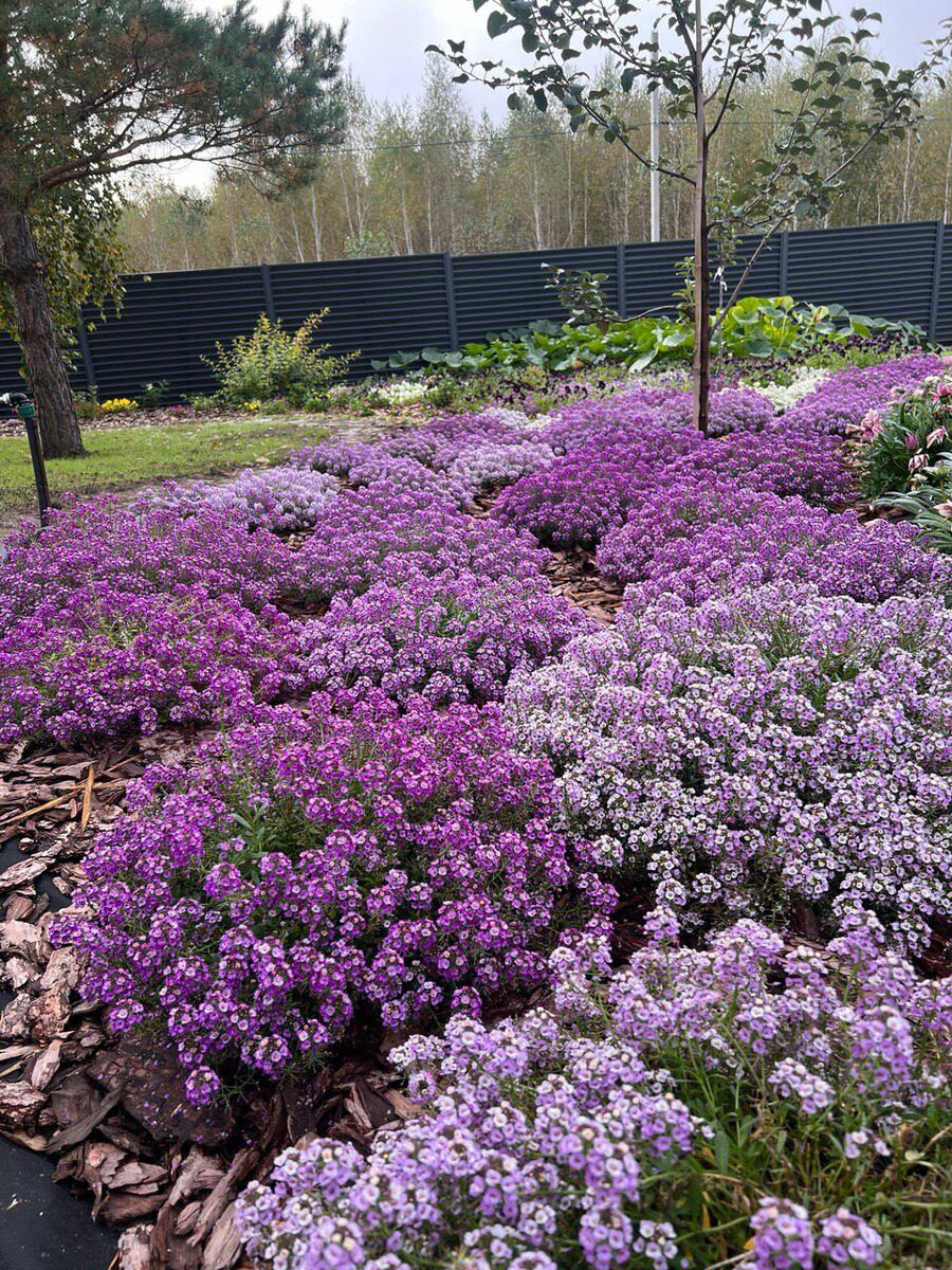 Наша клумба на месте отцветших луковичных
