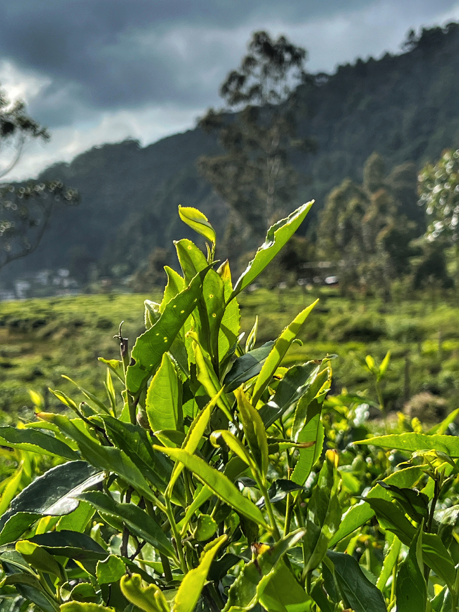 Листья чая, Нувара-Элия, Шри-Ланка. Фото автора 