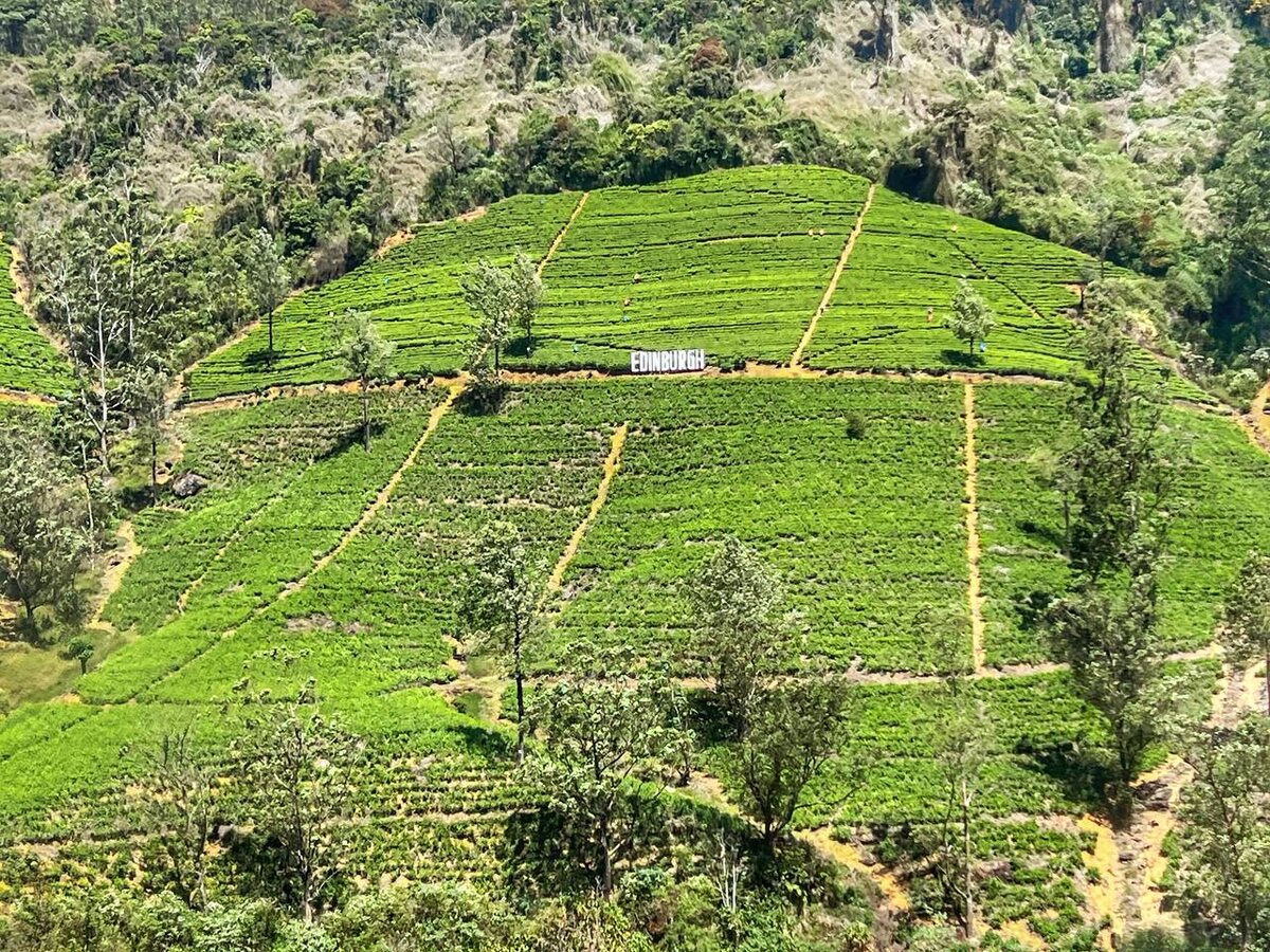 Чайные плантации, Нувара-Элия, Шри-Ланка. Фото автора 