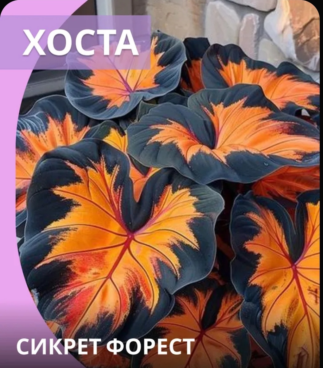 Вот такое чудо-чудное "продают" маркетплейсы