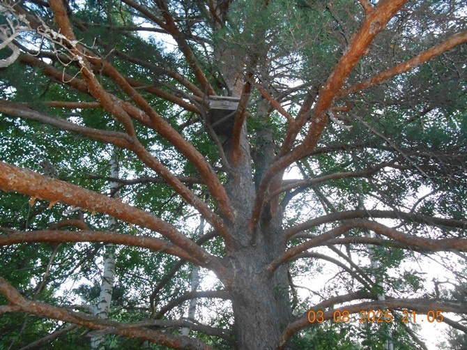 Хобби Пчеловода