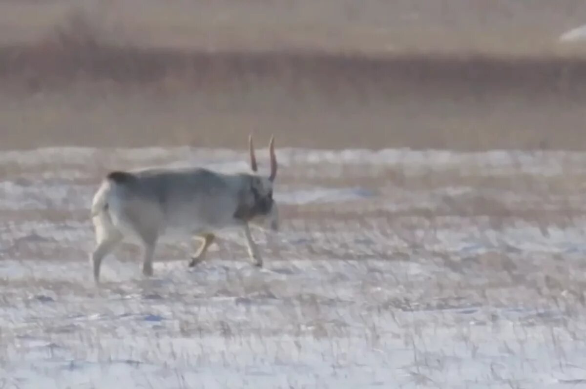    В заказнике «Светлинский» инспекторы засняли живого ровесника мамонтов