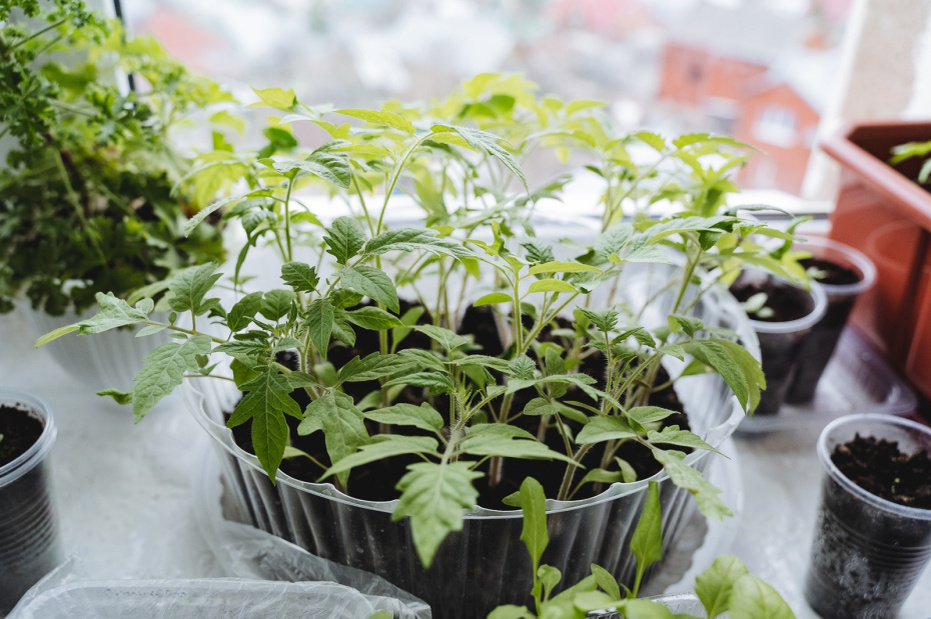    Shutterstock/FOTODOM