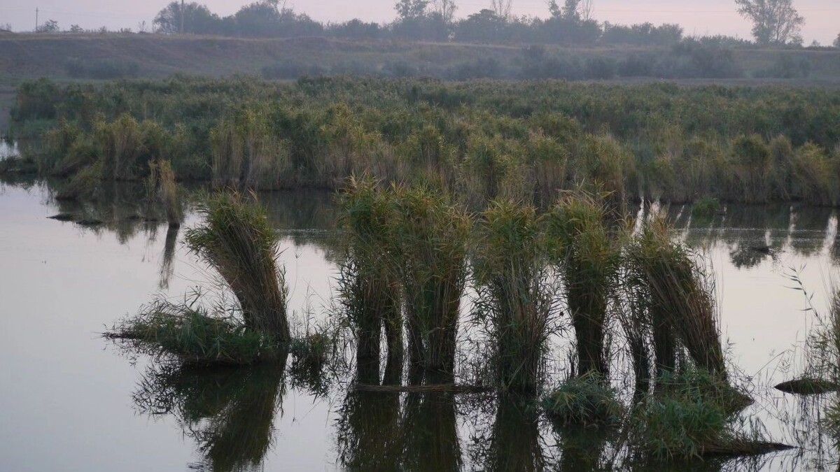    Река Калалы   Vitallio / Яндекс. Карты