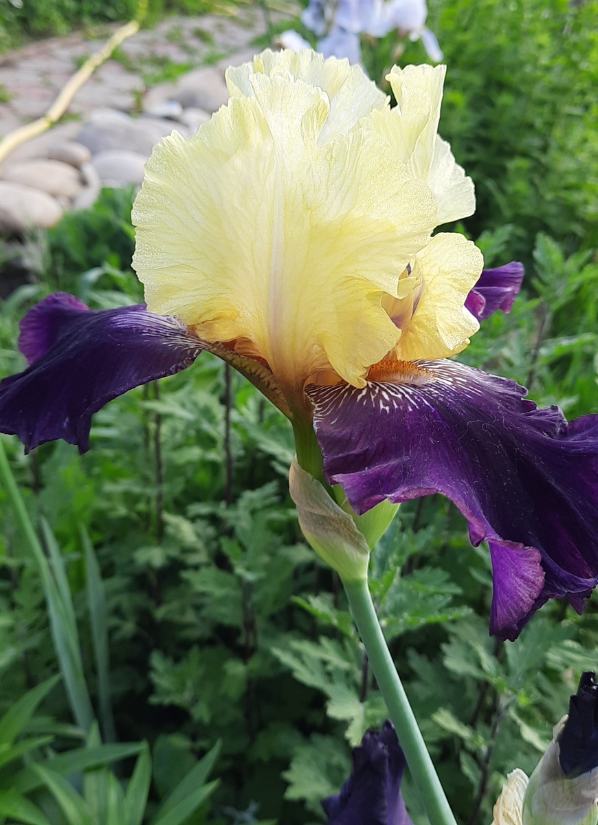 Фото из личного архива. Сорт неизвестен