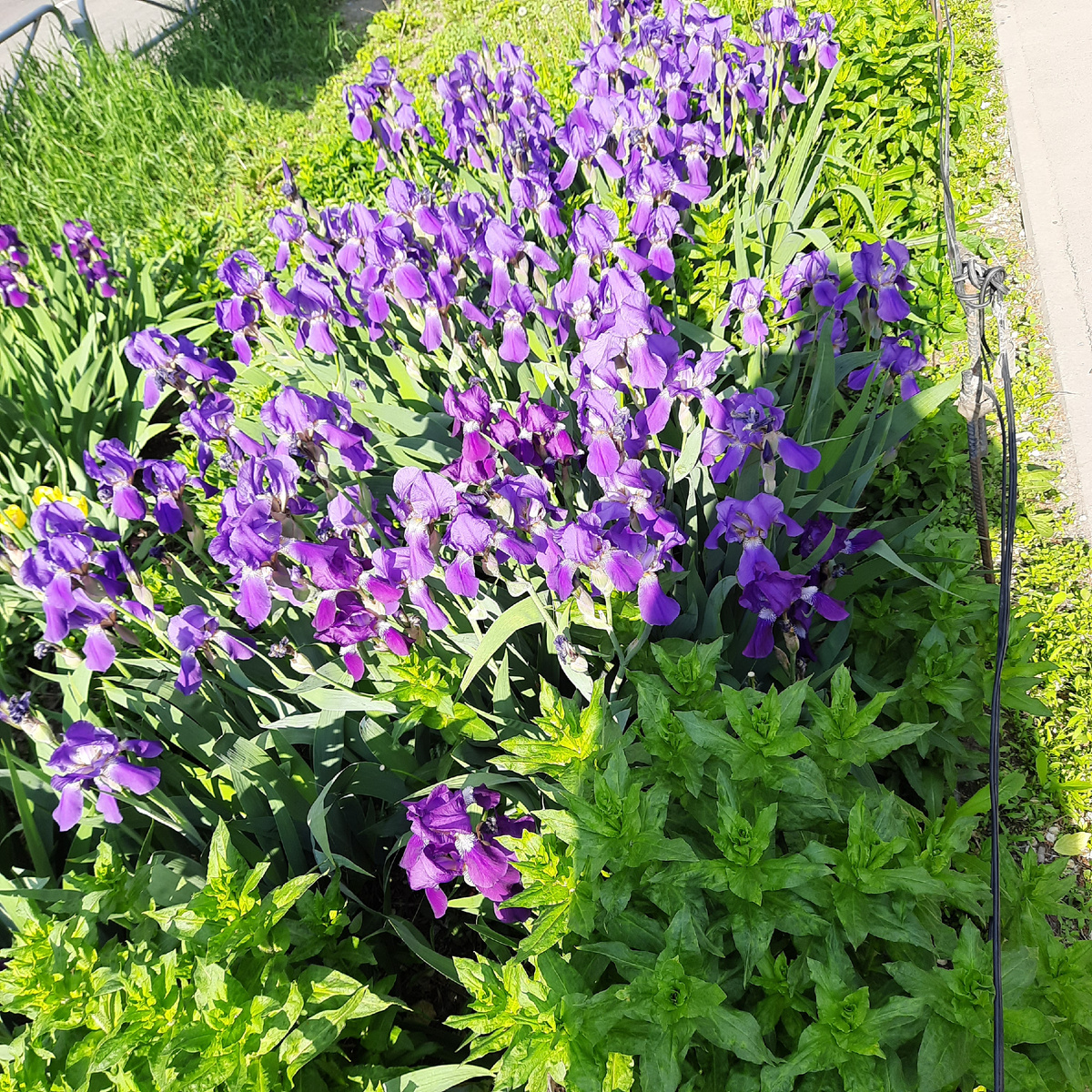 Ирисы во дворе нашего дома, очень красиво, когда цветут массивом