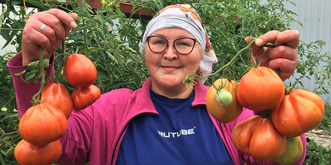 Вкусные, урожайные и мясистые: томаты, которые хорошо удались в Сибири