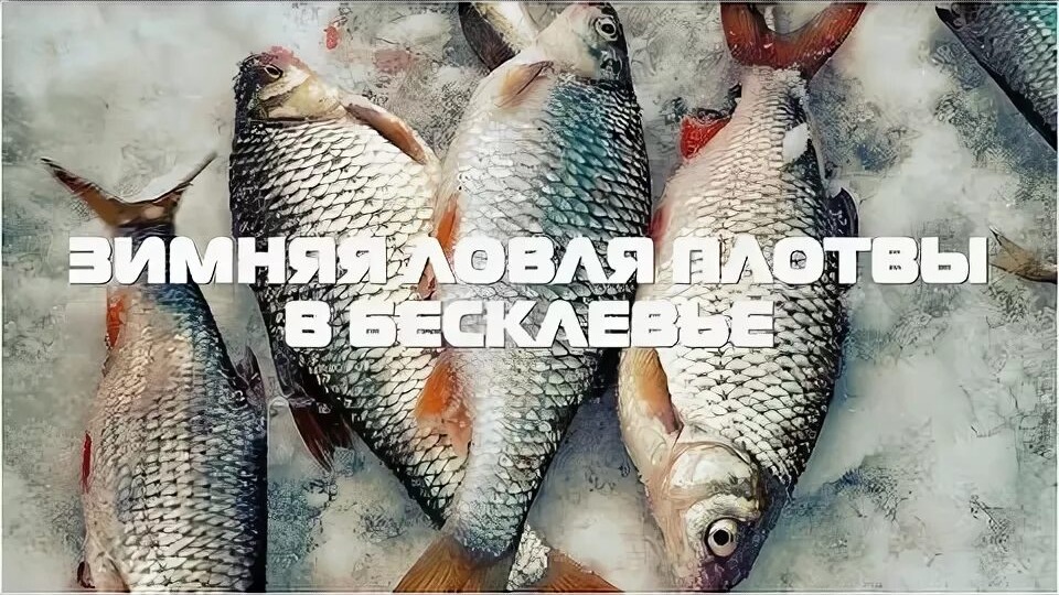 Зимняя ловля плотвы со льда: три проверенных приема для стабильного клева