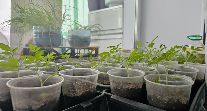    Фото prochepetsk