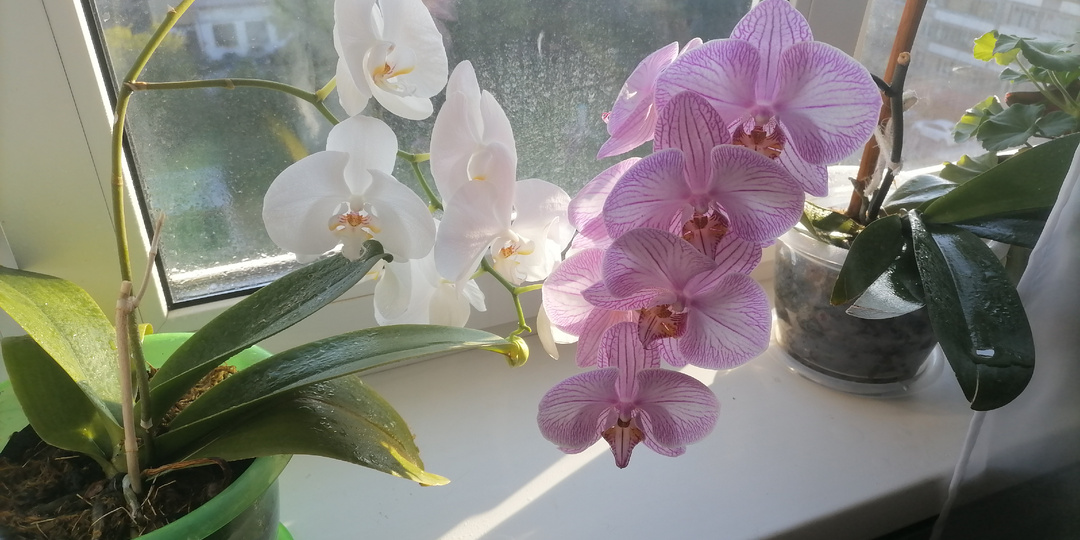 Пересадка орхидеи в феврале: пошаговая инструкция для здорового фаленопсиса
