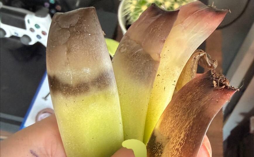 Кто-то знает как спасти каменную розу , и почему это получается так