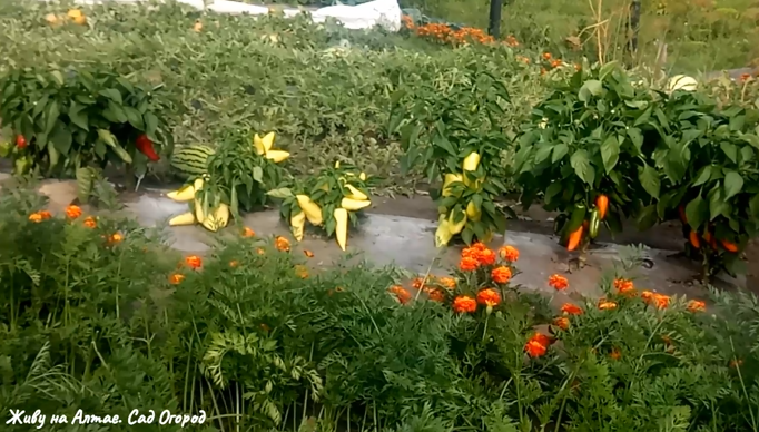 Перцы на грядке-термосе