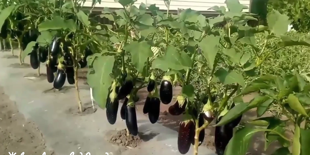 Что посею в феврале