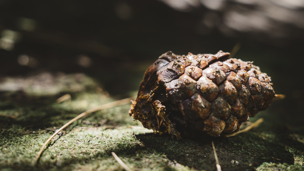 Обычная шишка – предмет более чем необычный: она содержит множество веществ, используемых в медицине. Фото Freepik