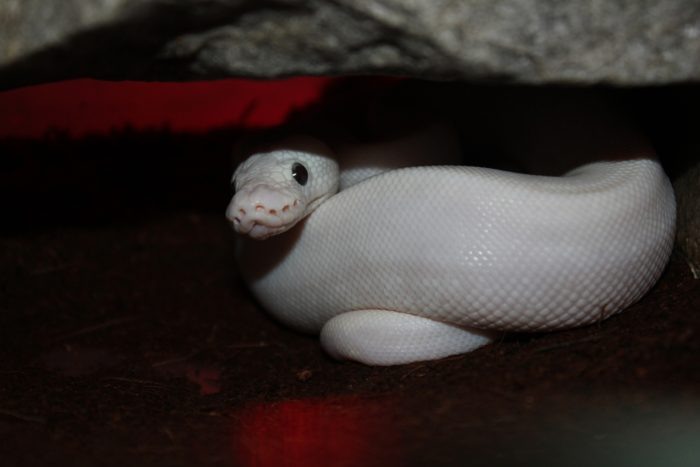 Фото: Википедия.