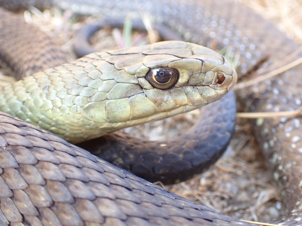Тот самый взгляд, который невозможно забыть. Змея словно оценивает ваши шансы на выживание.