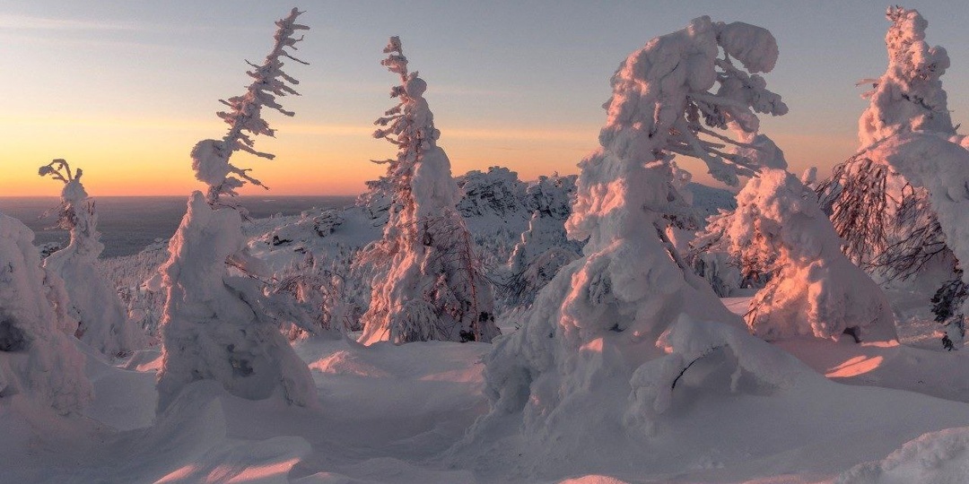 Танцующие деревья