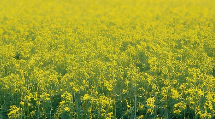    Фото: Медведева Анна, AgroXXI.ru