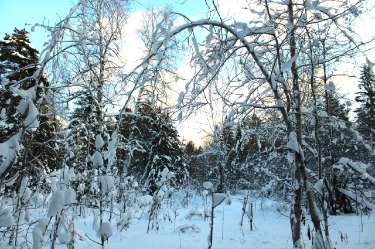    Ночью в Прикамье ударили морозы ниже -25 °C