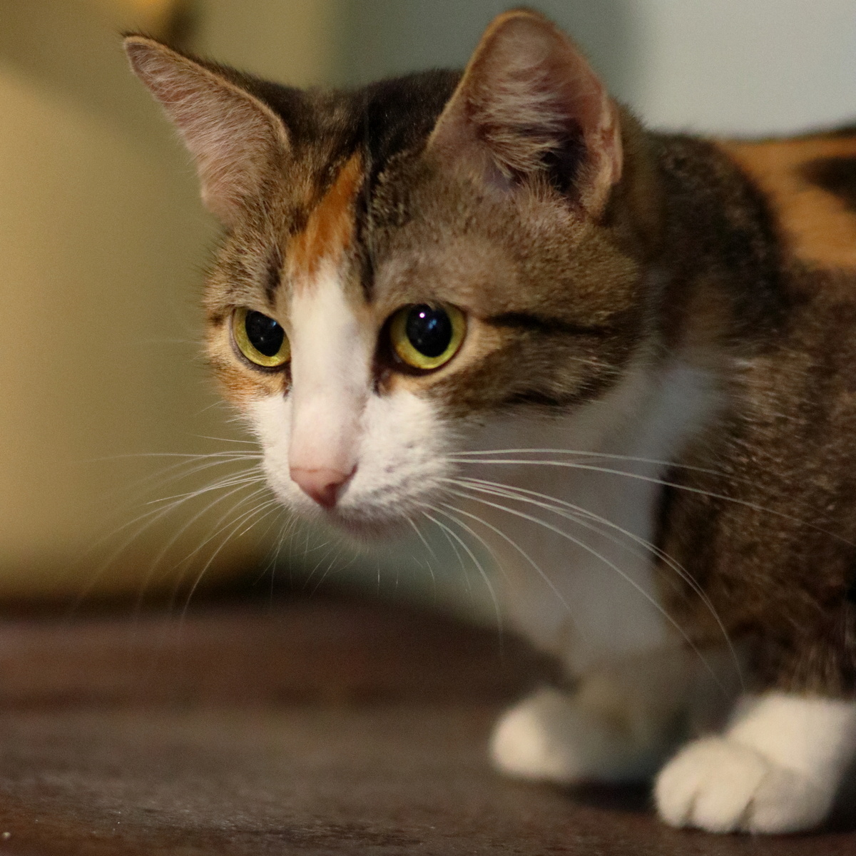 Canon EOS 90D f/4 1/250 ISO 4000