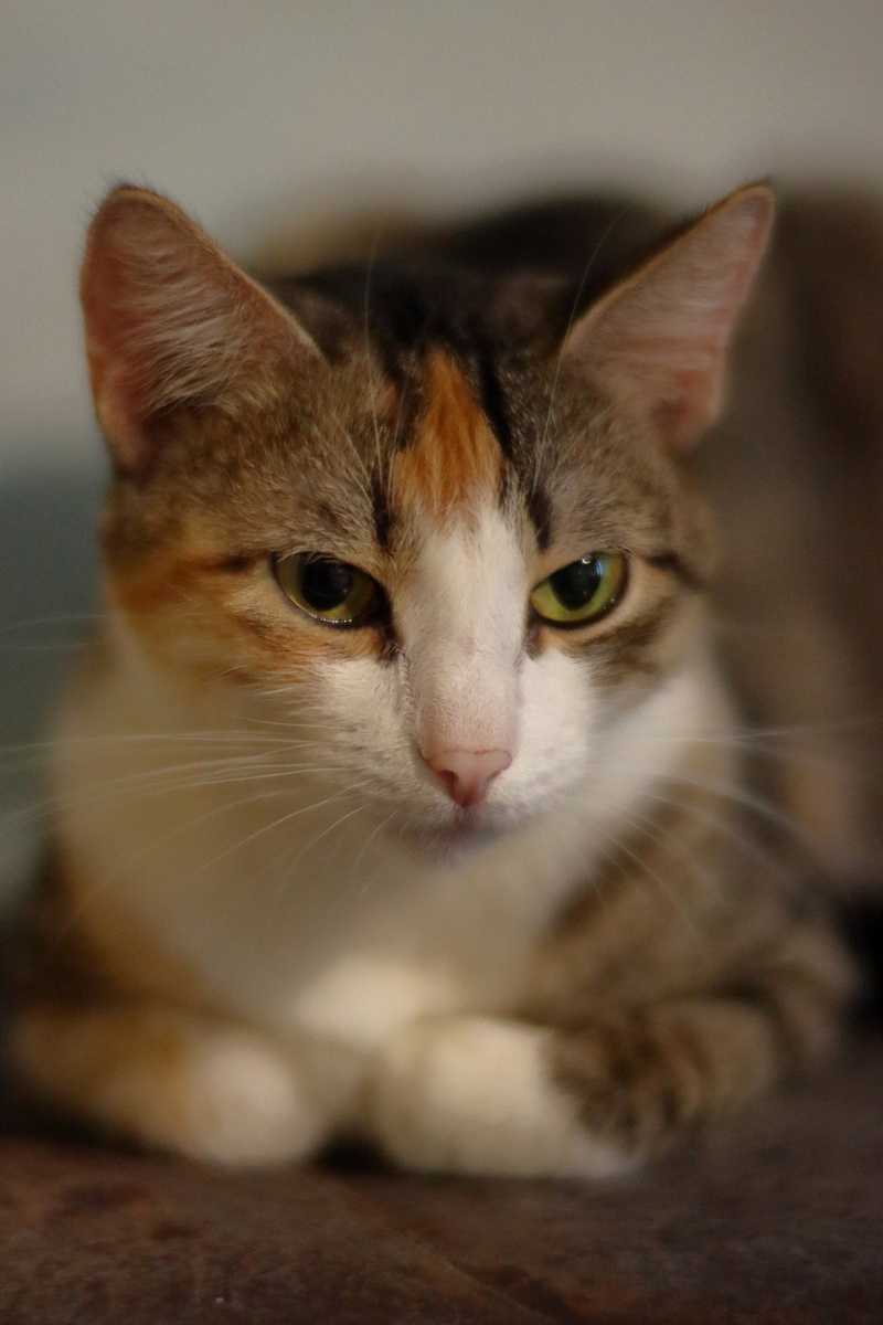 Canon EOS 90D f/4 1/500 ISO 3200