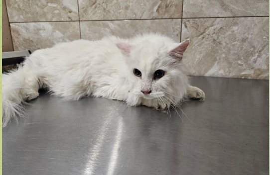 Срочно нужно лечение котику из приюта...Помогите спасти! СОС!!!