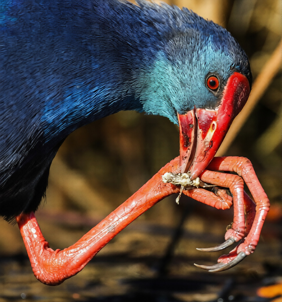 Уникальная способность султанок — использовать лапы как руки во время еды.
