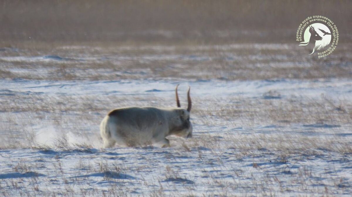    Впервые за 20 лет в заказнике Светлинский удалось увидеть и сфотографировать сайгаков