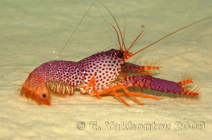 Фиолетовая молния в морских глубинах: знакомьтесь, Дебелиус.