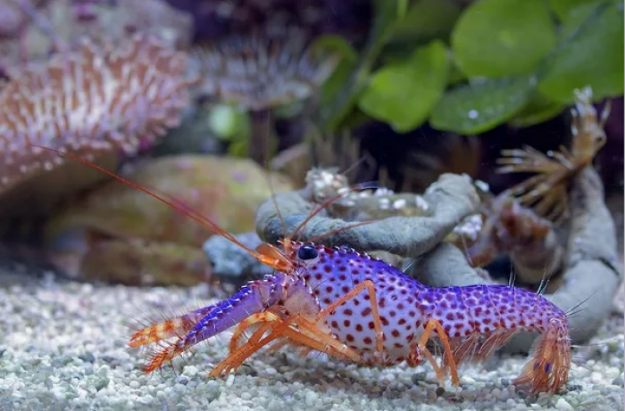 Омар Дебелиуса: 5 причин завести фиолетового красавца (и 3 причины отказаться)