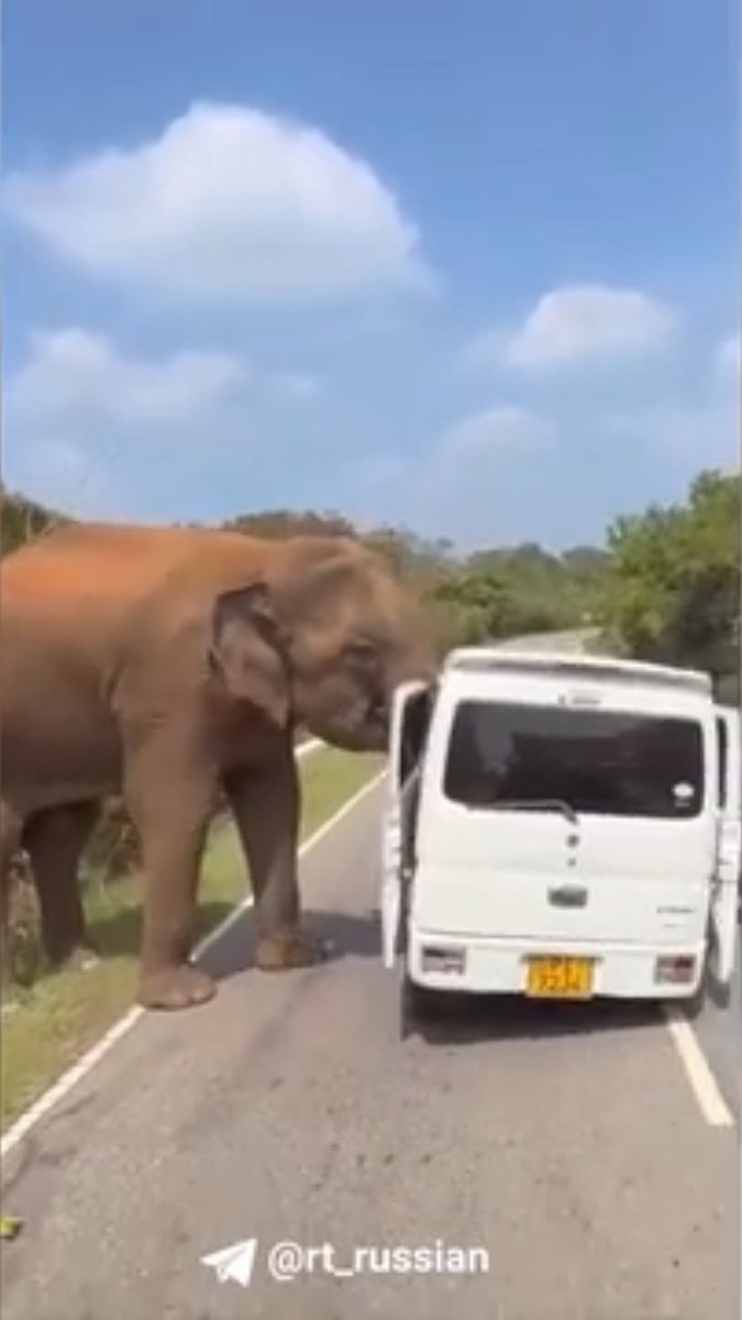    фото: © скриншот видео