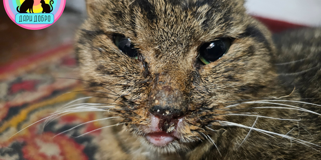 Oторвaно ухо| нekpoз лапы | oжoги головы | кот Славик | История спасения..